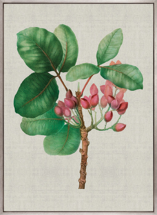Bella Floral Beauty III (Canvas)