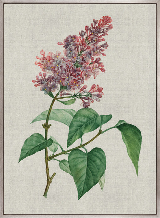 Bella Floral Beauty VI (Canvas)