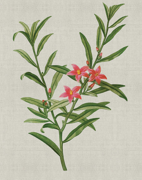 Bella Floral Beauty VII (Canvas)