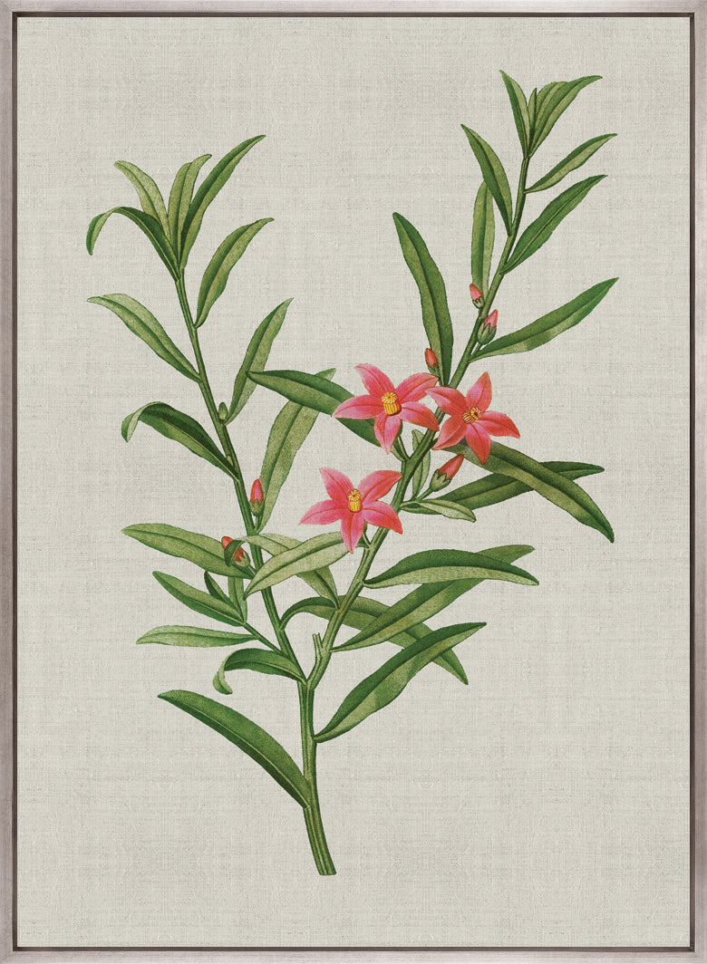 Bella Floral Beauty VII (Canvas)