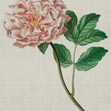 Bella Floral Beauty VIII (Canvas)