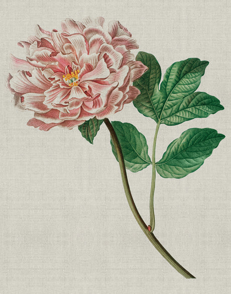 Bella Floral Beauty VIII (Canvas)
