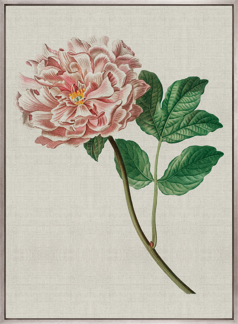 Bella Floral Beauty VIII (Canvas)