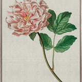 Bella Floral Beauty VIII (Canvas)