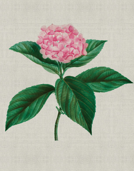 Bella Floral Beauty IX (Canvas)