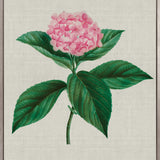 Bella Floral Beauty IX (Canvas)