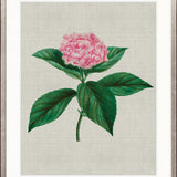 Bella Floral Beauty IX