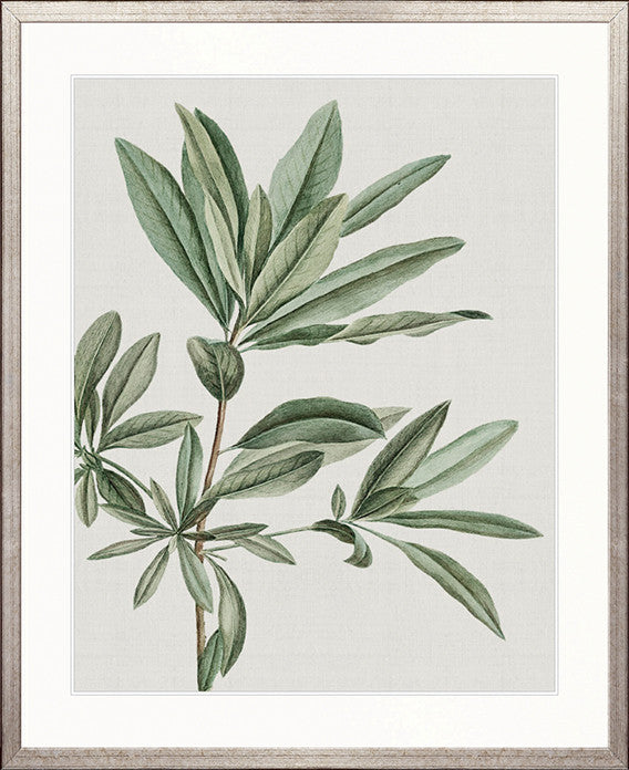 Bellevardi Tropic I