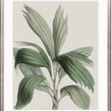 Bellevardi Tropic II