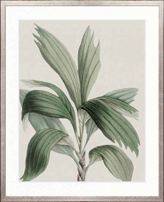 Bellevardi Tropic II