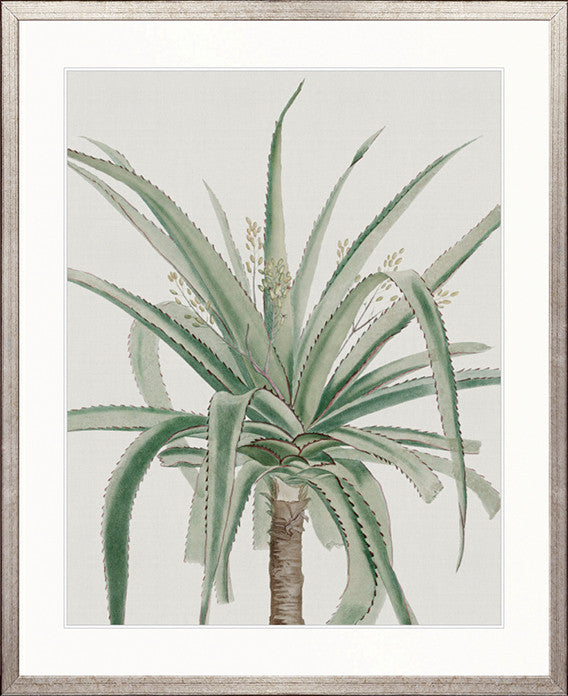 Bellevardi Tropic III