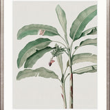 Bellevardi Tropic IV