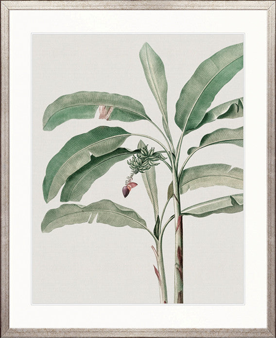 Bellevardi Tropic IV