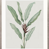 Bellevardi Tropic VI