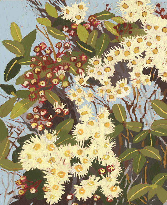 Blushwood Natives II
