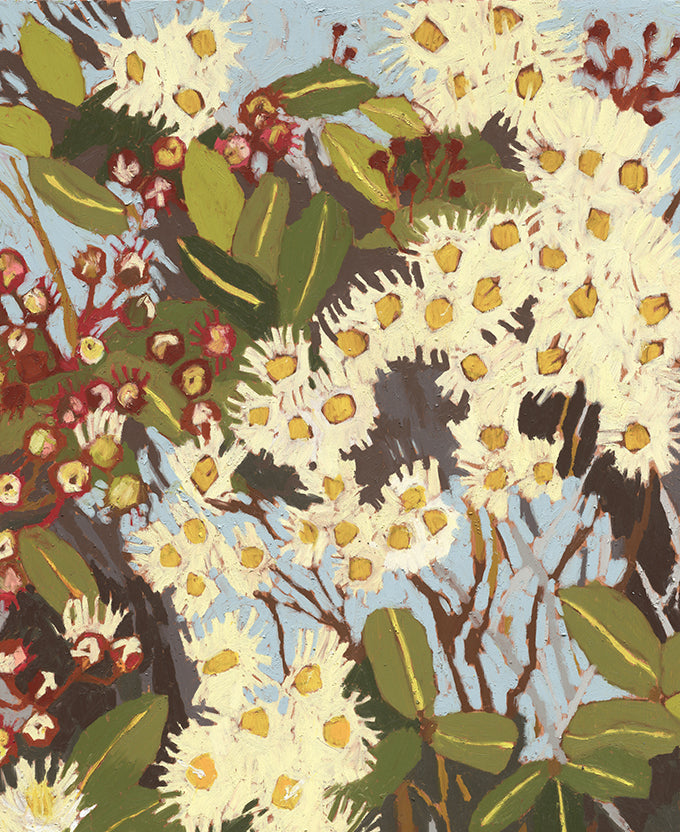 Blushwood Natives V