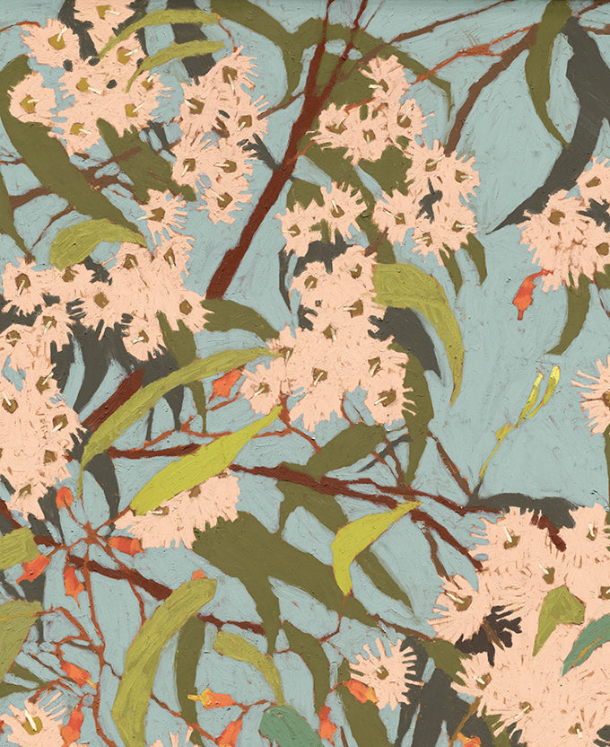 Blushwood Natives VI