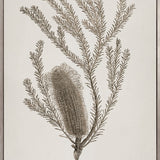 Endeavour Voyage Specimen I (Canvas)