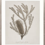 Endeavour Voyage Specimen I