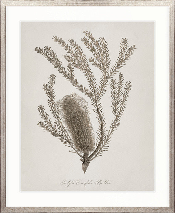 Endeavour Voyage Specimen I