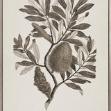 Endeavour Voyage Specimen II (Canvas)
