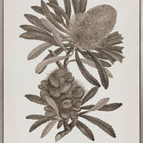 Endeavour Voyage Specimen III (Canvas)