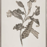 Endeavour Voyage Specimen IV (Canvas)