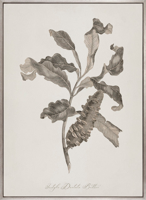 Endeavour Voyage Specimen IV (Canvas)