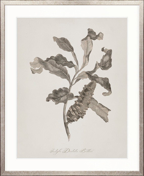 Endeavour Voyage Specimen IV