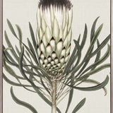 Botanist Specimen I (Canvas)