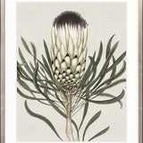 Botanist Specimen I