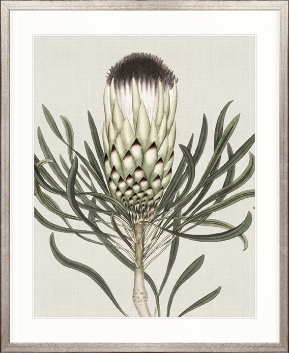 Botanist Specimen I