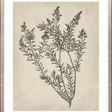 Botanical Splendour I