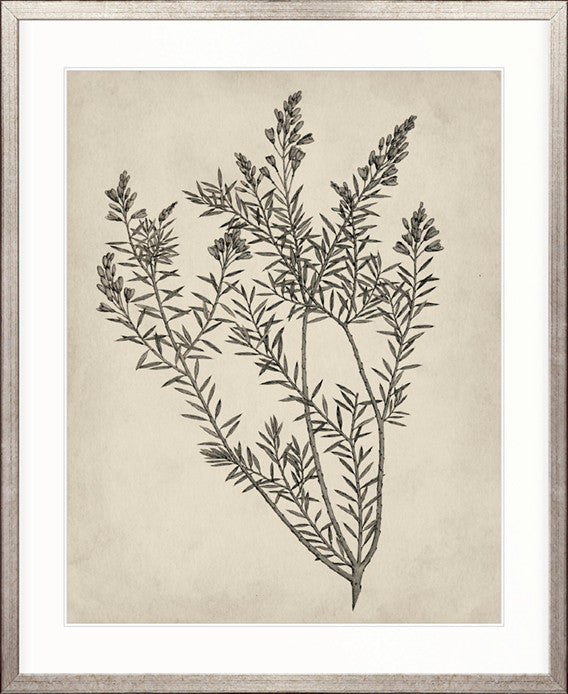 Botanical Splendour I
