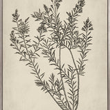 Botanical Splendour I (Canvas)
