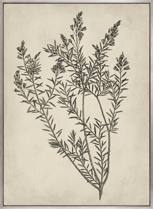 Botanical Splendour I (Canvas)