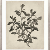 Botanical Splendour II