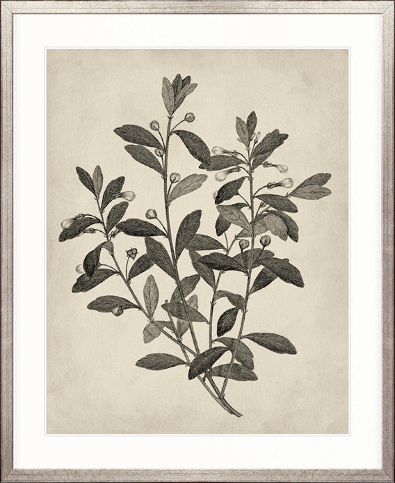 Botanical Splendour II