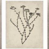Botanical Splendour III