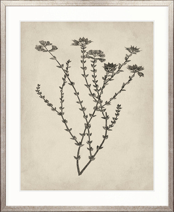 Botanical Splendour III