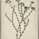 Botanical Splendour III (Canvas)