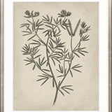 Botanical Splendour IV