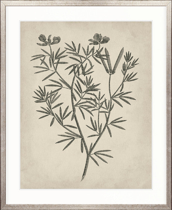 Botanical Splendour IV