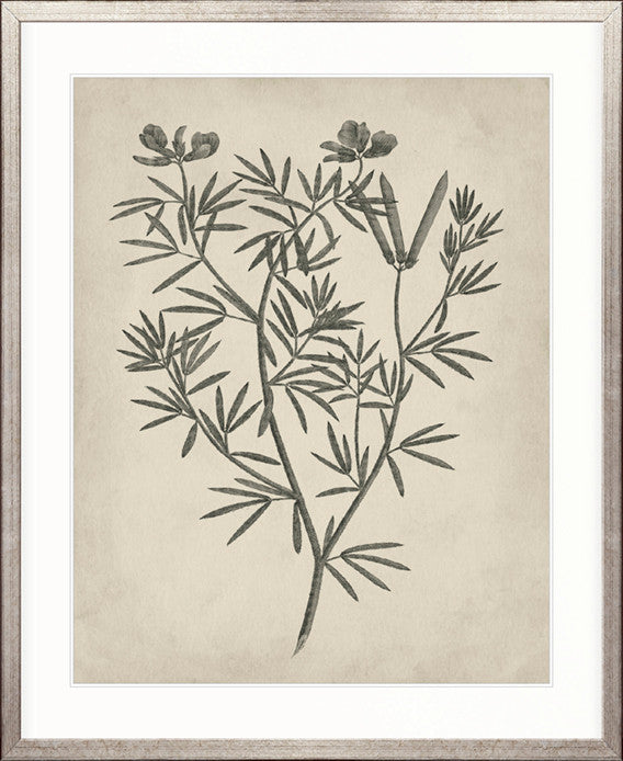 Botanical Splendour IV