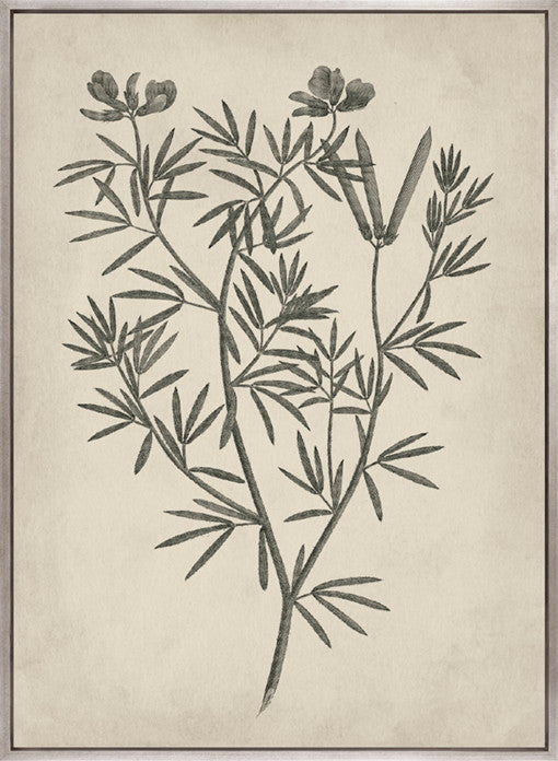 Botanical Splendour IV (Canvas)