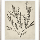 Botanical Splendour V