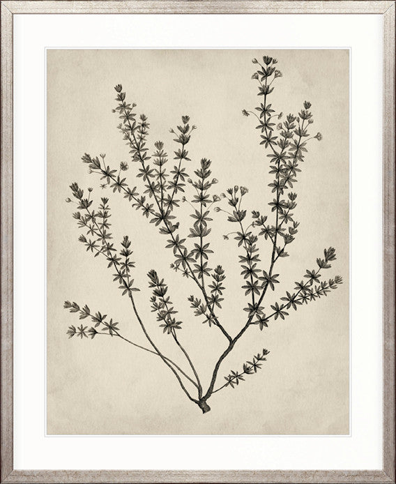 Botanical Splendour V