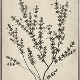 Botanical Splendour V (Canvas)