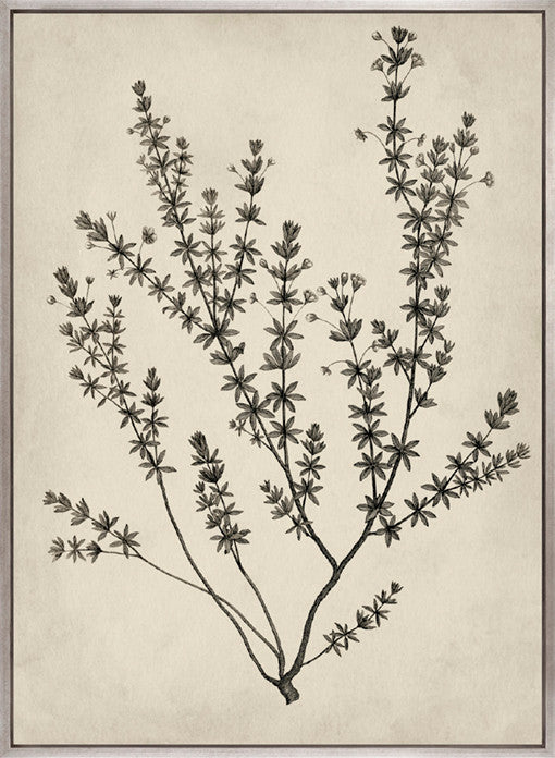 Botanical Splendour V (Canvas)
