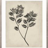 Botanical Splendour VI